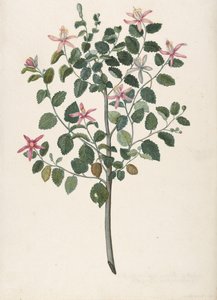 Kırmızı-Mor Çiçekleri Olan Bir Bitkinin İncelenmesi Sebastiana africana purpurea, 1695. by Maria Monninckx