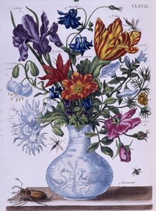 Böcek ve farklı çiçekler - tatlı. Maria Sibylla Merian, n.d., yakl. 18. yüzyılın sonlarında by Maria Sibylla Merian