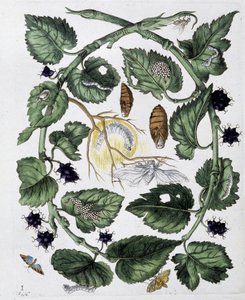 Kelebekler ve krizalitler - tatlı. Maria Sibylla Merian, n.d., yakl. 18. yüzyılın sonlarında by Maria Sibylla Merian