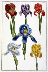 İris - Maria Sibylla de Merian, ed. Desnos, Paris by Maria Sibylla Merian
