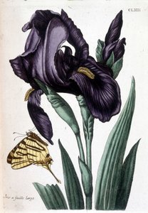 Geniş yapraklı iris - Maria Sibylla de Merian, ed. Desnos, Paris