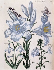 Lys (lis) beyaz sağ ve uzun yaprak kenarı - Maria Sibylla de Merian, ed. Desnos, Paris by Maria Sibylla Merian