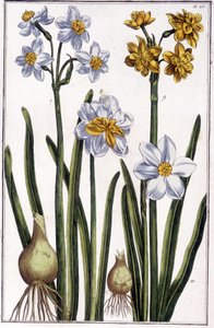 Narcissus - Maria Sibylla de Merian tarafından “” Surinam ve tüm Avrupa
