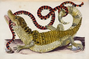 Surinam Kayman Yavrularını Mercan Yılandan Koruyor by Maria Sibylla Merian