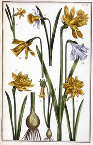 Bilinmeyen resim by Maria Sibylla Merian