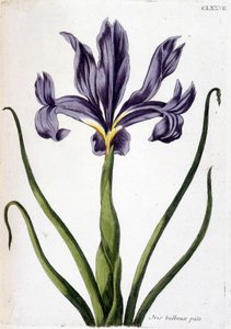 Bilinmeyen resim by Maria Sibylla Merian