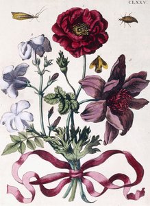 Çeşitli Avrupa böcekleri ve çiçekleri by Maria Sibylla Merian
