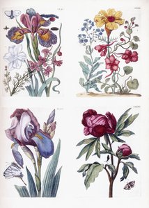 Çeşitli Avrupa böcekleri ve çiçekleri by Maria Sibylla Merian