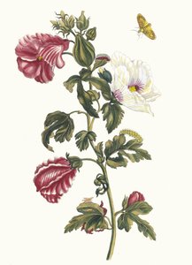 Althea. Kitaptan Metamorfoz İnsektorum Surinamensium, 1705.