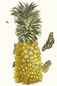 Ananas mur. Kitaptan Metamorfoz İnsektorum Surinamensium, 1705