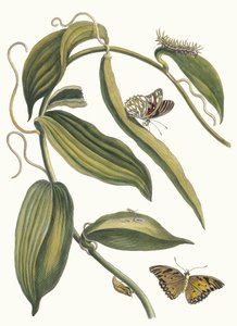 Banille. Kitaptan Metamorfoz İnsektorum Surinamensium, 1705. by Maria Sibylla Merian