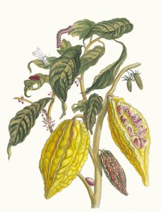 Kakao. Kitaptan Metamorfoz İnsektorum Surinamensium, 1705. by Maria Sibylla Merian