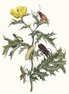 Karduus spinosus. Kitaptan Metamorfoz İnsektorum Surinamensium, 1705 by Maria Sibylla Merian