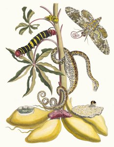 manyok. Kitaptan Metamorfoz İnsektorum Surinamensium, 1705. by Maria Sibylla Merian