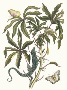 manyok. Kitaptan Metamorfoz İnsektorum Surinamensium, 1705. by Maria Sibylla Merian