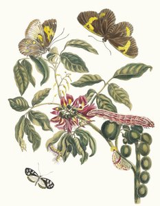 Coronilla Americana Arborescens. Kitaptan Metamorfoz İnsektorum Surinamensium, 1705 by Maria Sibylla Merian