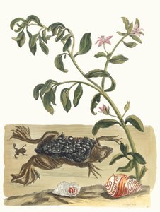 Cresson. Kitaptan Metamorfoz İnsektorum Surinamensium, 1705. by Maria Sibylla Merian