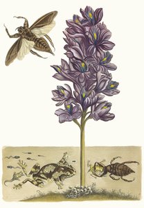Eichhornia krakerleri. Kitaptan Metamorfoz İnsektorum Surinamensium, 1705. by Maria Sibylla Merian