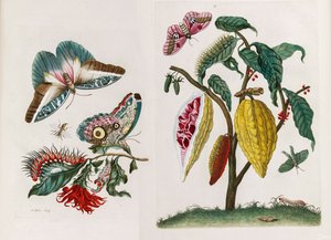 Kitaptan Metamorfoz İnsektorum Surinamensium, 1705.