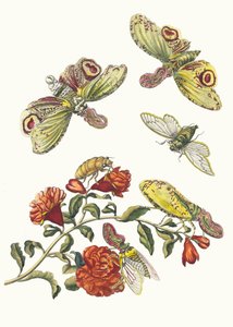 El bombası. Kitaptan Metamorfoz İnsektorum Surinamensium, 1705. by Maria Sibylla Merian