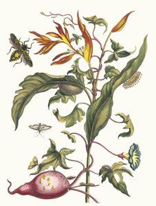 Ipomoea batatas ve Heliconia papağanları. Metamorfoz insektorum kitabından..., 1705 by Maria Sibylla Merian