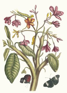 Jasmin des Indes. Kitaptan Metamorfoz İnsektorum Surinamensium, 1705. by Maria Sibylla Merian
