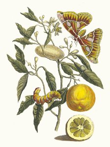 Limon. Kitaptan Metamorfoz İnsektorum Surinamensium, 1705.