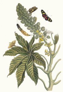 Palma Christi. Kitaptan Metamorfoz İnsektorum Surinamensium, 1705. by Maria Sibylla Merian