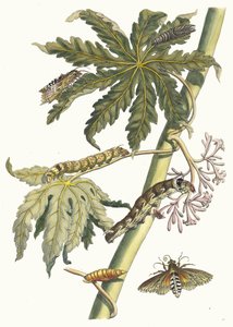 Papatya. Kitaptan Metamorfoz İnsektorum Surinamensium, 1705. by Maria Sibylla Merian