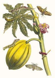 Papaya. Kitaptan Metamorfoz İnsektorum Surinamensium, 1705. by Maria Sibylla Merian