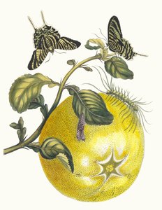 Pompelmous. Kitaptan Metamorfoz İnsektorum Surinamensium, 1705. by Maria Sibylla Merian