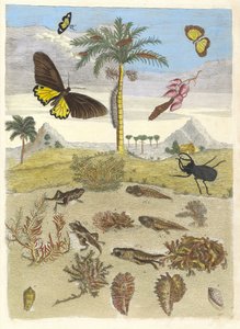 Geyik böceği, Amfibiler ve Palmiye ağaçları. Metamorfoz insektorum kitabından..., 1705. by Maria Sibylla Merian