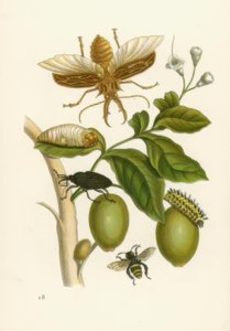 Tabrouba ağacı, böceği... / M.S.Merian by Maria Sibylla Merian
