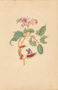 by Maria Sibylla Merian