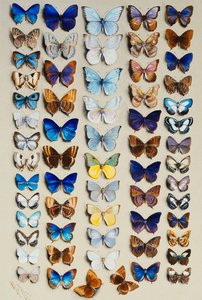 Çoğunlukla Lycaendidae