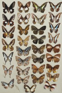 Papilionidae ve Danainae familyalarına ait dört sütunda otuz üç kelebek,