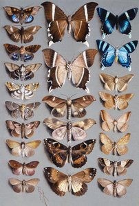 Üç sütunda, çoğunlukla Noctuidae familyasına ait yirmi dört güve