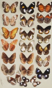 Üç sütunda hepsi Nymphalidae familyasına ait yirmi iki kelebek,