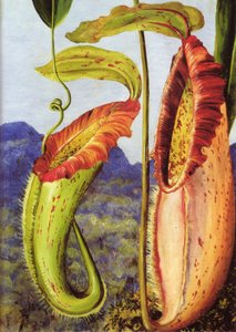  by Marianne North