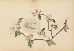 Madam B Albümü by Marie Blanche Hennelle Fournier