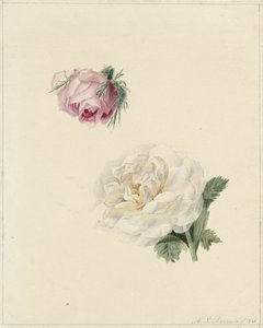 pembe ve beyaz gül çalışmaları by Marie Louise Praetorius