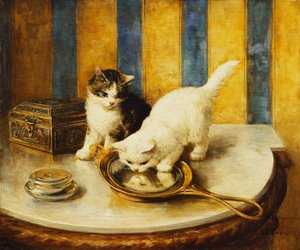 Kedi Yansımaları by Marie Yvonne Laur