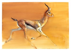 Arap Gazeli, 2010 (kağıt üzerine yağlı boya) by Mark Adlington
