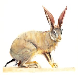 Cape Hare, 2010 (kağıt üzerine yağlı boya) by Mark Adlington