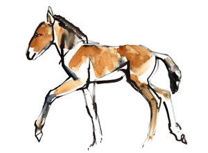 Colt (Przewalski), 2013 (sennelier Mürekkebi, sulu boya ve guaj) by Mark Adlington