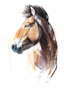 Desert Spirit (Przewalski), 2013, (kağıt üzerinde pastel ve karakalem)