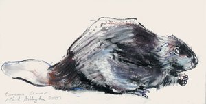 Avrupa Kunduzu (Çalışma) 2001 (kağıt üzerinde kömür und conte) by Mark Adlington