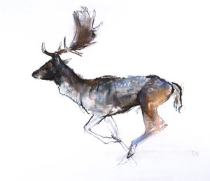 Evening Buck (Alageyik), 2007, (kağıt üzerinde pastel ve conte) by Mark Adlington