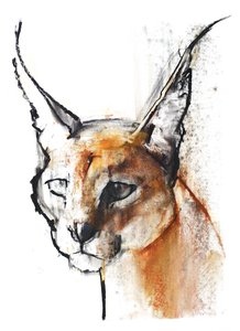 Feline (Arap Karakulak), 2009 (kağıt üzerinde karakalem) by Mark Adlington