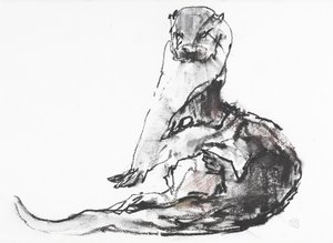 Lutra lutra (kağıt üzerinde kömür ve conte) by Mark Adlington